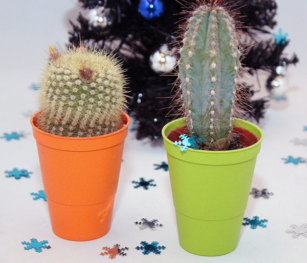 Christmas gift guide cactus club.jpg