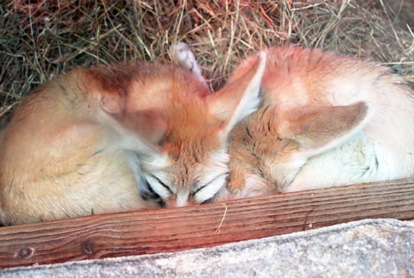Fennec foxes.jpg